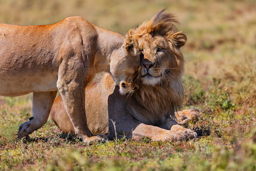 900x600-tanzania-ngorongoro-lions