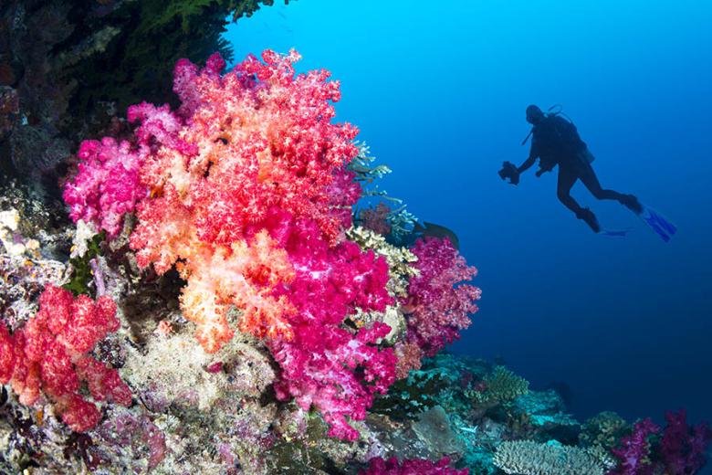 900x600-fiji-diving-coral