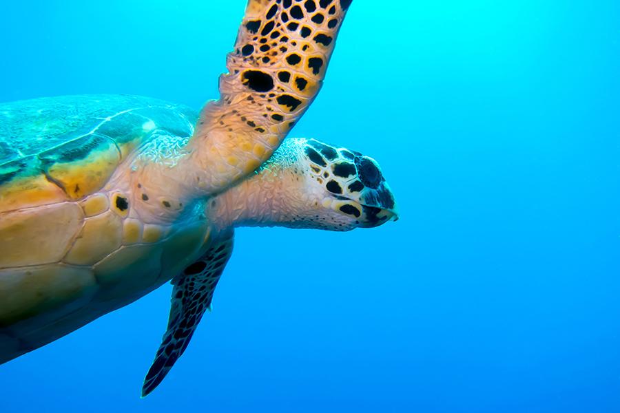 A sea turtle, Belize | Belize Travel Guide