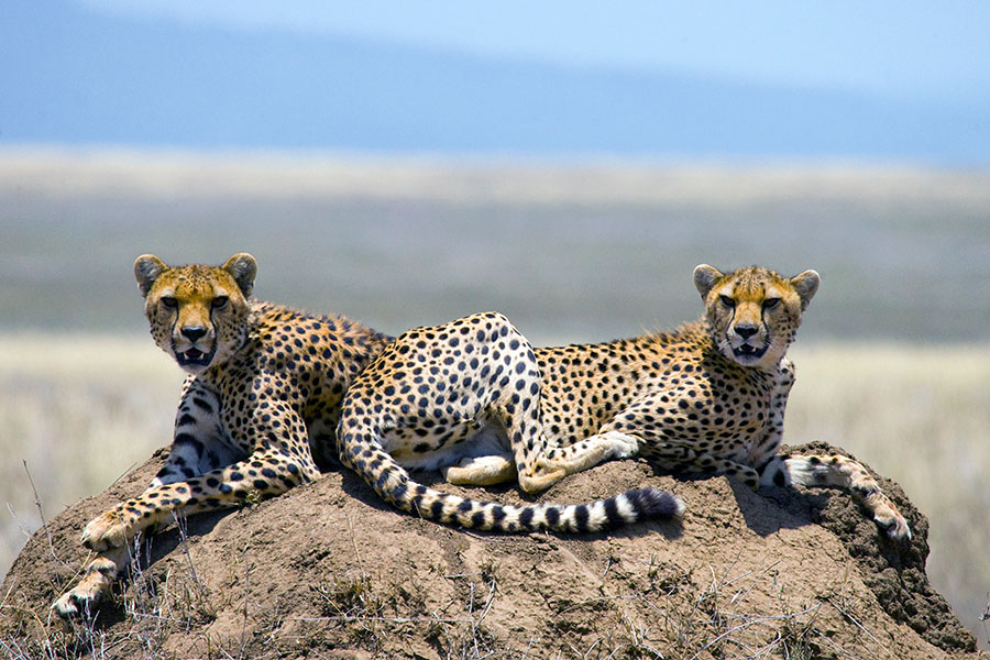 tanzania_serengeti_cheetahs